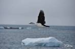 O voo de um imperial shag em Turret Point, em King George Island, na Antártida